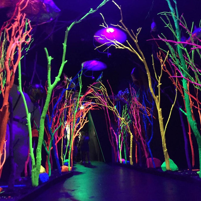 Meow Wolf Electric Forest, photo by frozenchipmunk
