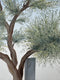 Original art for sale at UGallery.com | Olive Tree and House by Zeynep Genc | $1,350 | acrylic painting | 20' h x 24' w | thumbnail 4