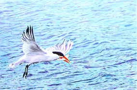 Original art for sale at UGallery.com | Caspian Tern Fishing by Emil Morhardt | $1,925 | acrylic painting | 24' h x 36' w