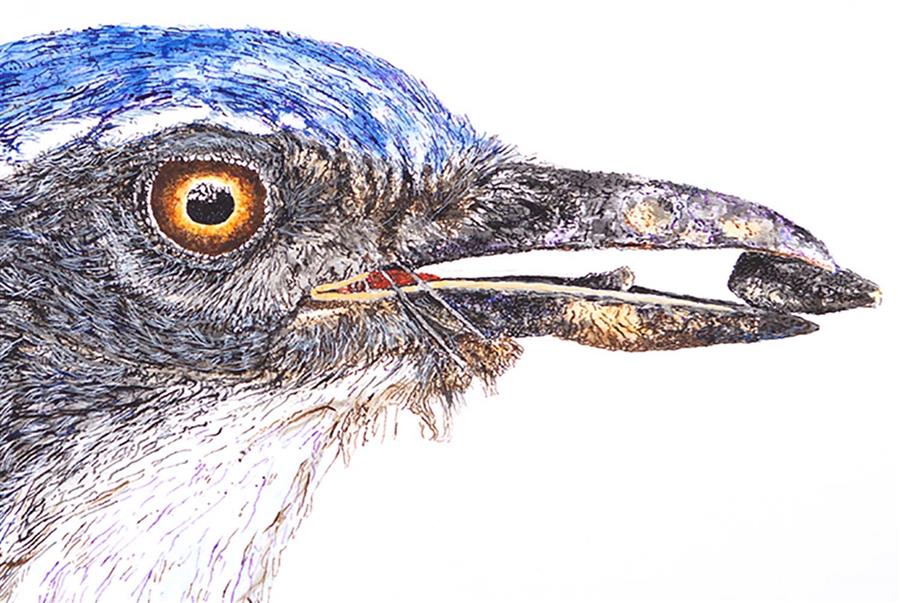 California Scrub-Jay by Emil Morhardt |  Closeup View of Artwork 