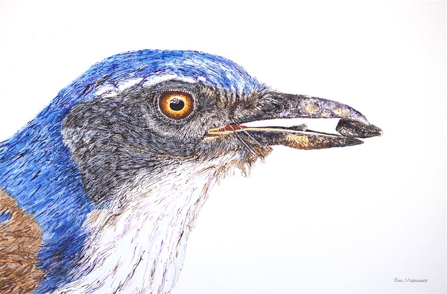 California Scrub-Jay by Emil Morhardt |  Artwork Main Image 