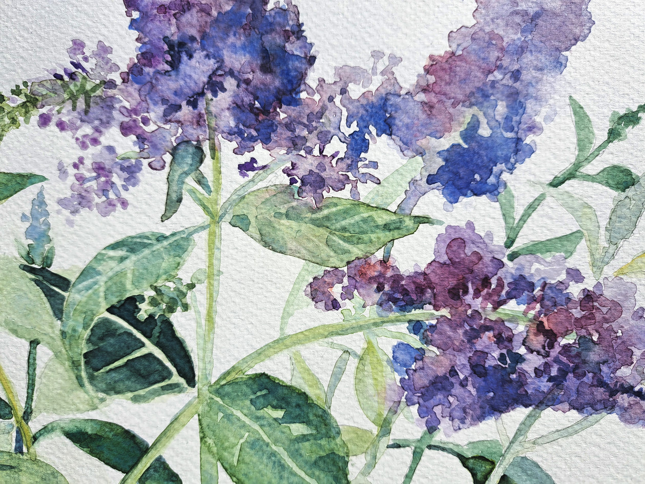 Buddleia Blooms by Catherine McCargar |  Closeup View of Artwork 