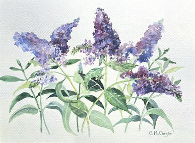 watercolor painting by Catherine McCargar titled Buddleia Blooms