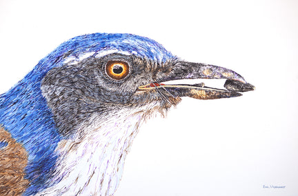 acrylic painting by Emil Morhardt titled California Scrub-Jay