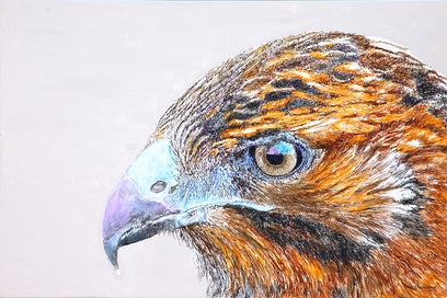 Galapagos Hawk by Emil Morhardt | Artwork Main Image