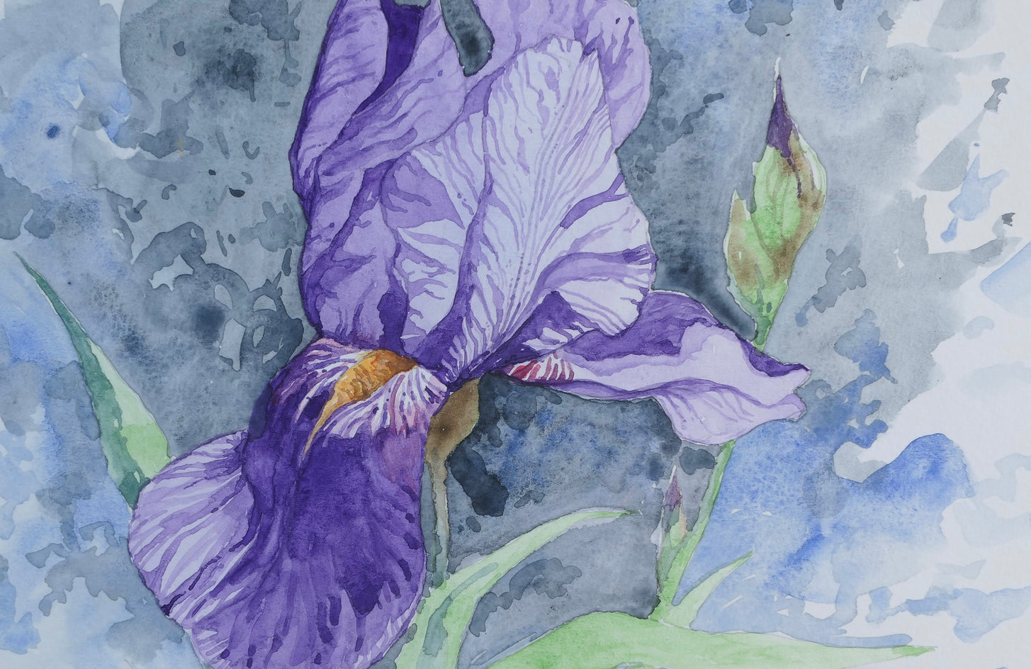 Purple Iris #1 by Jay Jensen |  Closeup View of Artwork 