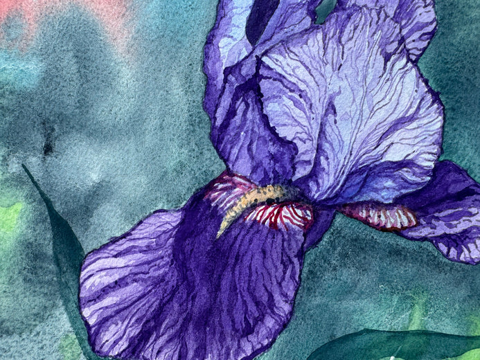 Purple Iris #3 by Jay Jensen |   Closeup View of Artwork 