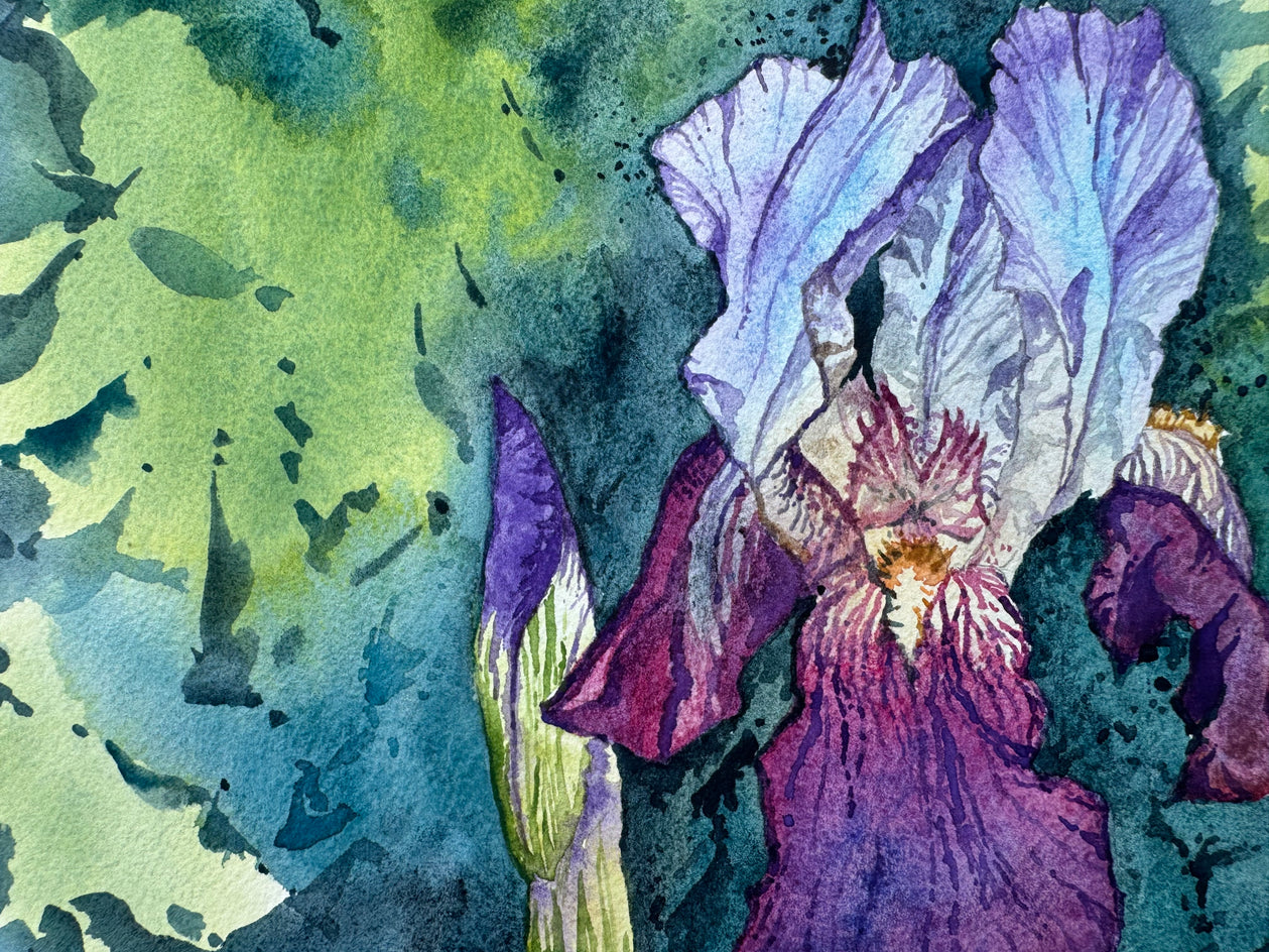 Purple Iris #4 by Jay Jensen |  Closeup View of Artwork 