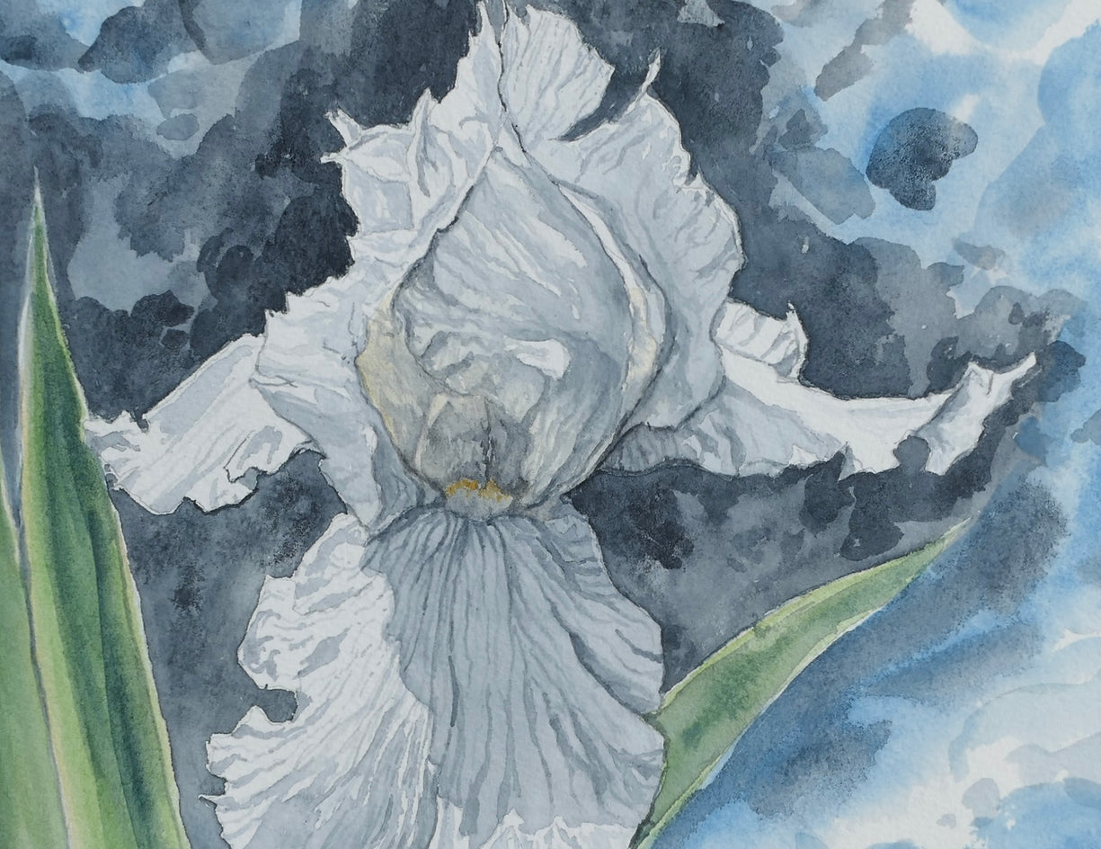 White Iris by Jay Jensen |  Closeup View of Artwork 