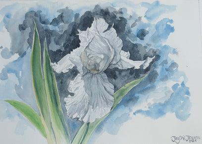 White Iris by Jay Jensen | Artwork Main Image