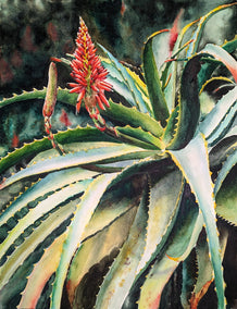 watercolor painting by Jinny Tomozy titled Blooming Succulents
