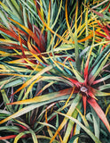 Original art for sale at UGallery.com | Rainbow Succulents by Jinny Tomozy | $975 | watercolor painting | 16' h x 12' w | thumbnail 1