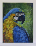 Original art for sale at UGallery.com | Macaw's Gaze by Joanie Ford | $300 | pastel artwork | 12' h x 9' w | thumbnail 3