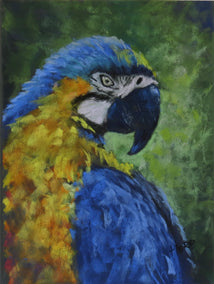 pastel artwork by Joanie Ford titled Macaw's Gaze