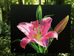 Original art for sale at UGallery.com | Stargazer by John Jaster | $1,175 | acrylic painting | 24' h x 30' w | thumbnail 3