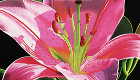 Original art for sale at UGallery.com | Stargazer by John Jaster | $1,175 | acrylic painting | 24' h x 30' w | thumbnail 4