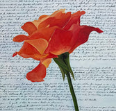 Original art for sale at UGallery.com | Delicate Fire by Maria Karla Watson | $2,500 | acrylic painting | 36' h x 36' w | thumbnail 4