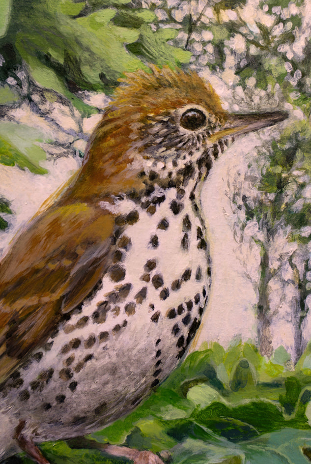 Ethereal Wood Thrush by Mary Beatty-Brooks |  Closeup View of Artwork 