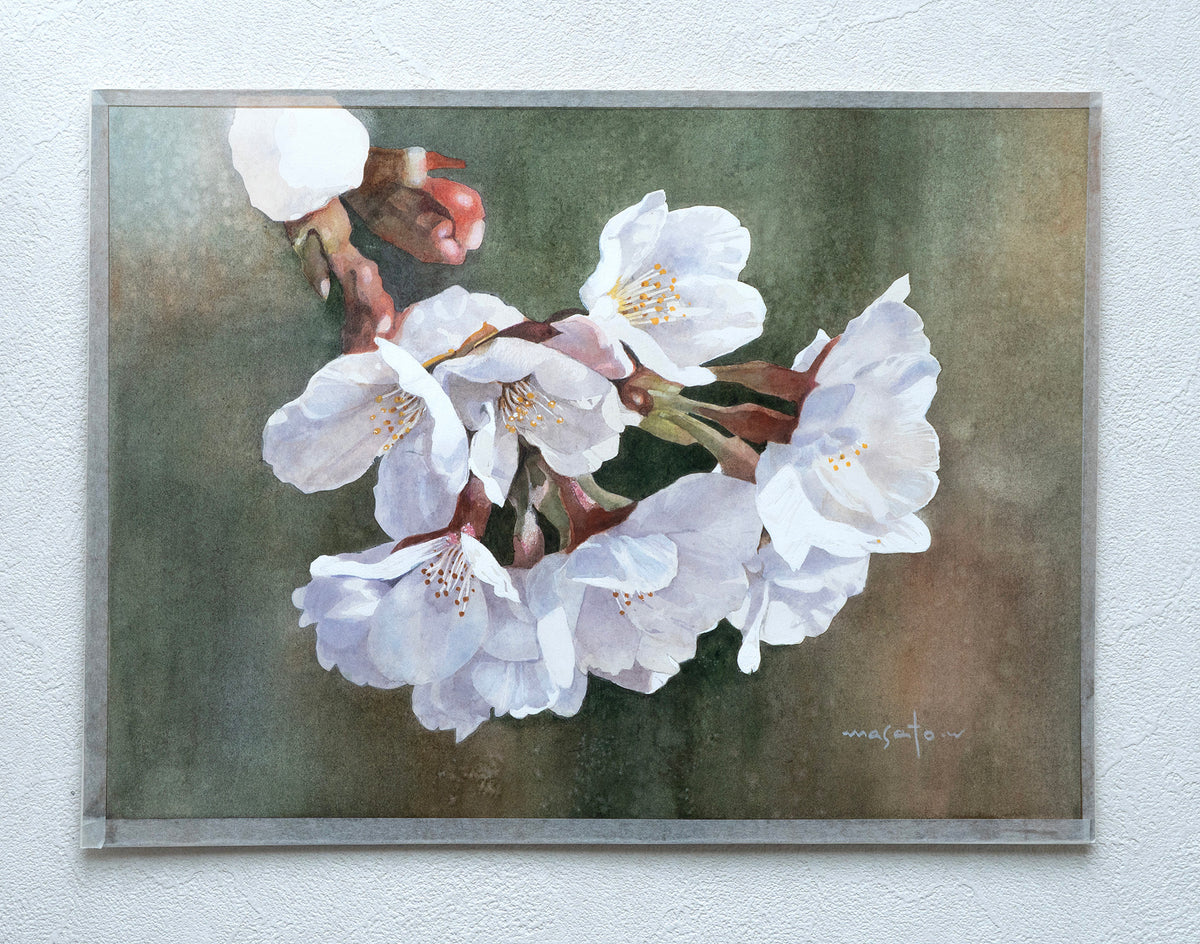 Cherry Blossoms in Close-Up by Masato Watanabe |  Context View of Artwork 
