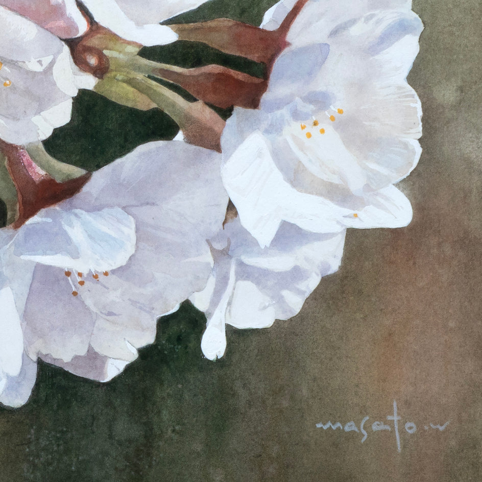 Cherry Blossoms in Close-Up by Masato Watanabe |  Closeup View of Artwork 