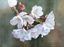 Original art for sale at UGallery.com | Cherry Blossoms in Close-Up by Masato Watanabe | $700 | watercolor painting | 12' h x 16' w | thumbnail 1