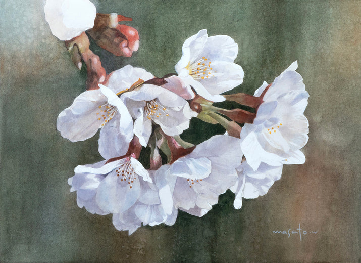 Cherry Blossoms in Close-Up by Masato Watanabe |  Artwork Main Image 
