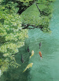 Original art for sale at UGallery.com | Carp in a Japanese Garden Pond by Masato Watanabe | $1,600 | watercolor painting | 16' h x 12' w | thumbnail 1