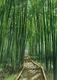 Original art for sale at UGallery.com | Path Through the Bamboo Grove by Masato Watanabe | $1,500 | watercolor painting | 16' h x 12' w | thumbnail 1