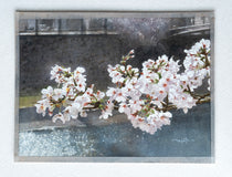 Original art for sale at UGallery.com | Spring Sunlight and Cherry Blossoms by Masato Watanabe | $1,000 | watercolor painting | 12' h x 16' w | thumbnail 3