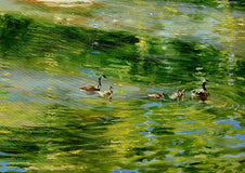 Original art for sale at UGallery.com | Canada Geese by Onelio Marrero | $900 | oil painting | 14' h x 14' w | thumbnail 4