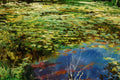 Original art for sale at UGallery.com | Leisure Village Lake by Onelio Marrero | $600 | oil painting | 11' h x 14' w | thumbnail 4