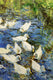 Original art for sale at UGallery.com | Pekin Ducks by Onelio Marrero | $2,075 | oil painting | 28' h x 30' w | thumbnail 4
