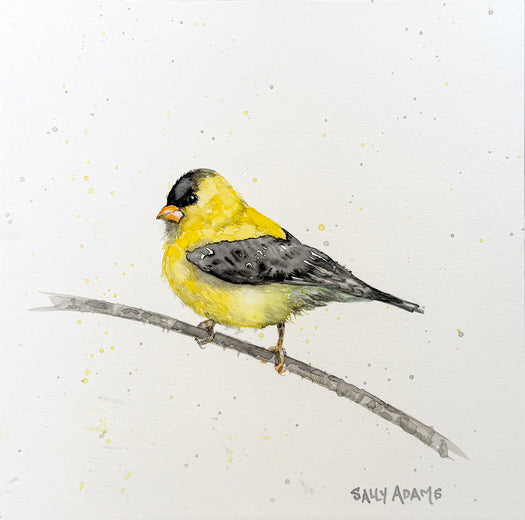 Goldie by Sally Adams |  Artwork Main Image 