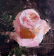 Original art for sale at UGallery.com | Textured Rose Study by Sara Sisun | $275 | oil painting | 6' h x 6' w | thumbnail 1