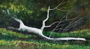 Original art for sale at UGallery.com | Pale Timber Silence by Vic Roschkov | $775 | watercolor painting | 15' h x 27' w | thumbnail 1