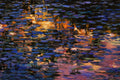 Original art for sale at UGallery.com | Nocturnal Water Lilies by Onelio Marrero | $700 | oil painting | 12' h x 16' w | thumbnail 4