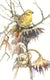 Original art for sale at UGallery.com | Yellowhammer and Dry Sunflowers (Vertical) by Suren Nersisyan | $300 | watercolor painting | 14' h x 9' w | thumbnail 1