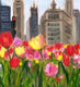 Original art for sale at UGallery.com | Chicago in Bloom by Yangzi Xu | $375 | oil painting | 12' h x 12' w | thumbnail 4