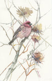 Original art for sale at UGallery.com | House Finch in the Field (Vertical) by Suren Nersisyan | $300 | watercolor painting | 13.9' h x 9' w | thumbnail 1