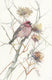 Original art for sale at UGallery.com | House Finch in the Field (Vertical) by Suren Nersisyan | $300 | watercolor painting | 13.9' h x 9' w | thumbnail 1