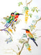 Original art for sale at UGallery.com | Bee Eaters and Acacia by Suren Nersisyan | $425 | watercolor painting | 24' h x 18' w | thumbnail 1