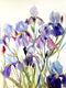 Original art for sale at UGallery.com | Irises from the Garden by Suren Nersisyan | $450 | watercolor painting | 24' h x 18' w | thumbnail 1