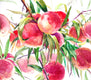 Original art for sale at UGallery.com | Peaches (Fruits on the Tree) by Suren Nersisyan | $575 | watercolor painting | 16' h x 20' w | thumbnail 3