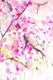 Original art for sale at UGallery.com | Sakura Blossom (Cherry Blossom, Vertical) by Suren Nersisyan | $450 | watercolor painting | 20' h x 16' w | thumbnail 4