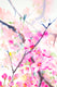 Original art for sale at UGallery.com | Sakura Blossom (Cherry Blossom, Vertical) by Suren Nersisyan | $450 | watercolor painting | 20' h x 16' w | thumbnail 3