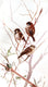 Original art for sale at UGallery.com | Three Sparrows by Suren Nersisyan | $450 | watercolor painting | 22' h x 12' w | thumbnail 1