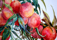 Original art for sale at UGallery.com | Peaches by Suren Nersisyan | $375 | watercolor painting | 15' h x 20' w | thumbnail 2