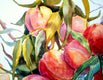 Original art for sale at UGallery.com | Peaches by Suren Nersisyan | $375 | watercolor painting | 15' h x 20' w | thumbnail 3