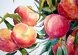 Original art for sale at UGallery.com | Peaches by Suren Nersisyan | $375 | watercolor painting | 15' h x 20' w | thumbnail 4