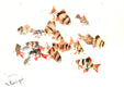 Original art for sale at UGallery.com | Tiger Barbs, Aquarium Fish by Suren Nersisyan | $250 | watercolor painting | 10' h x 14' w | thumbnail 1